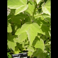Hibiscus Grandiflorus (fam Malvacees) (sud-est USA) (2)